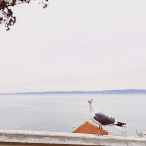 San Francisco - Alcatraz Seagull | 8x10 Photo Print