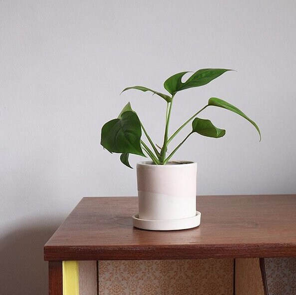 Pink Ceramic Plant Pot small