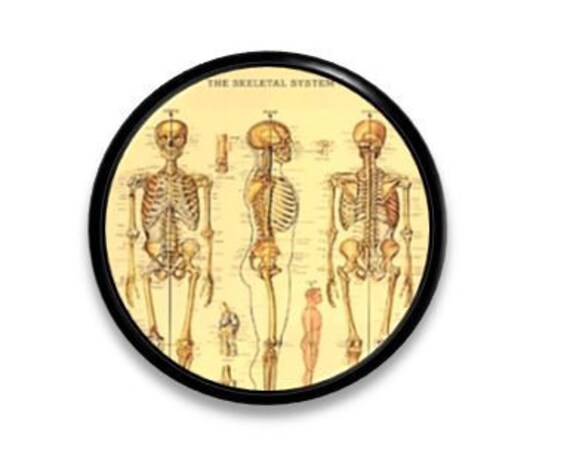 Human Skeleton Dresser Drawer Pull Medical Bones Anatomy Etsy