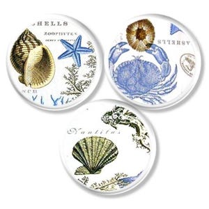 May include: Set of three round decorative coasters featuring nautical designs. Each coaster showcases a different sea creature: a seashell, a blue starfish, and a blue crab. The coasters have a white background with text.