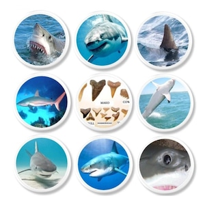 Shark Theme Cabinet Door Knob Set, Great White Movie Man Cave, Coastal Bathroom Drawer Pulls, Boy Dresser Handles 717B1 R1.