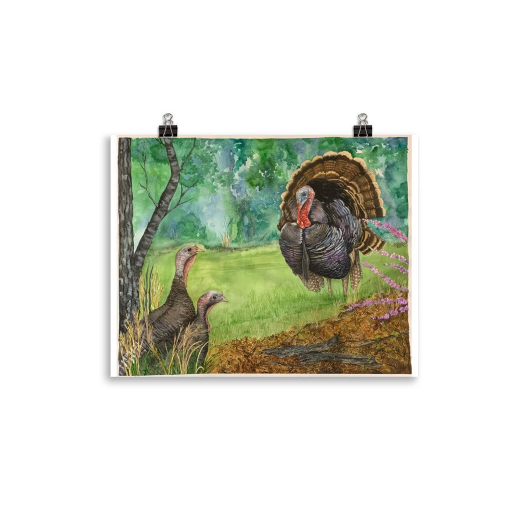 Wild Turkey Gobbler and Hens Spring Courting Photo Paper Poster - Etsy