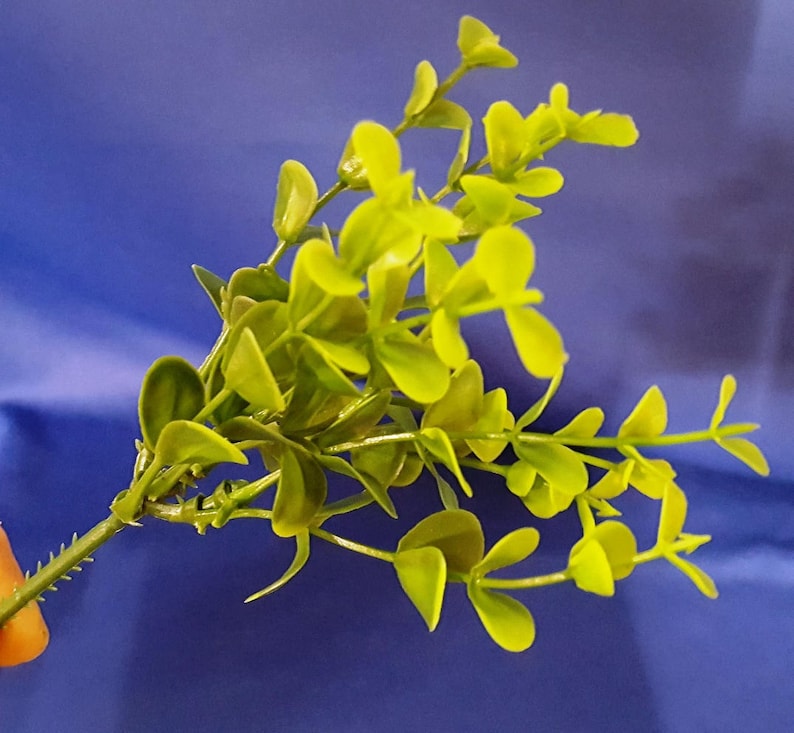 Boxwood Picks 54 Total Picks 9 Packages of 6 8 3/4 Etsy