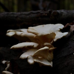 Digital Download Oyster Mushroom Photography