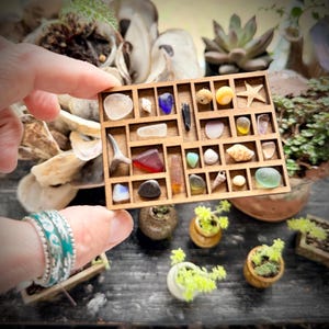 May include: A wooden display case with small compartments, filled with various seashells, sea glass, and other natural items. The case is held by a hand, with a turquoise and silver bracelet visible. The background includes small potted plants and other natural elements.