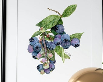 Blueberry Watercolor Art Print  |  Blueberries, Berries, Fruit, Nature, Plants, Wildflower, Kitchen, Watercolor, Botanical
