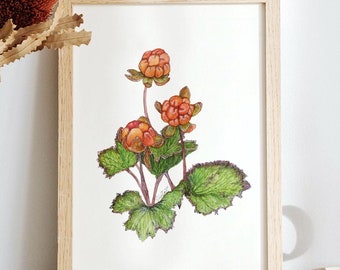 Bakeapple Berry Watercolor Art Print: Botanical Home Decor