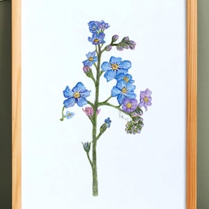 Forget-me-not Flower Watercolor Print — Blue Wildflower, Nature, Garden, Botanical  |  Remembrance Day, Home decor, Newfoundland