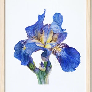 Peut inclure: Une impression encadrée à l'aquarelle d'une fleur d'iris bleue vibrante avec des accents jaunes et violets. L'œuvre d'art est exposée sur une surface blanche, à côté d'un vase blanc contenant des fleurs blanches à centres jaunes. Le cadre est en bois clair.
