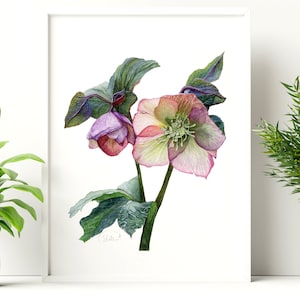 May include: A watercolour painting of two pink and white hellebore flowers with green leaves. The flowers are in bloom and have a delicate, feminine appearance.
