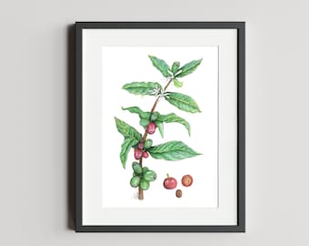 Arabica Coffee Plant - Limited Edition Print - Signed & Numbered - [Watercolor, Art Print, Botanical, Wall Art, Painting, Plants]