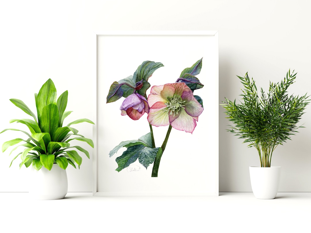 Hellebore Flower Watercolor Art Print | Helleborus, Lenten Rose, Spring ...
