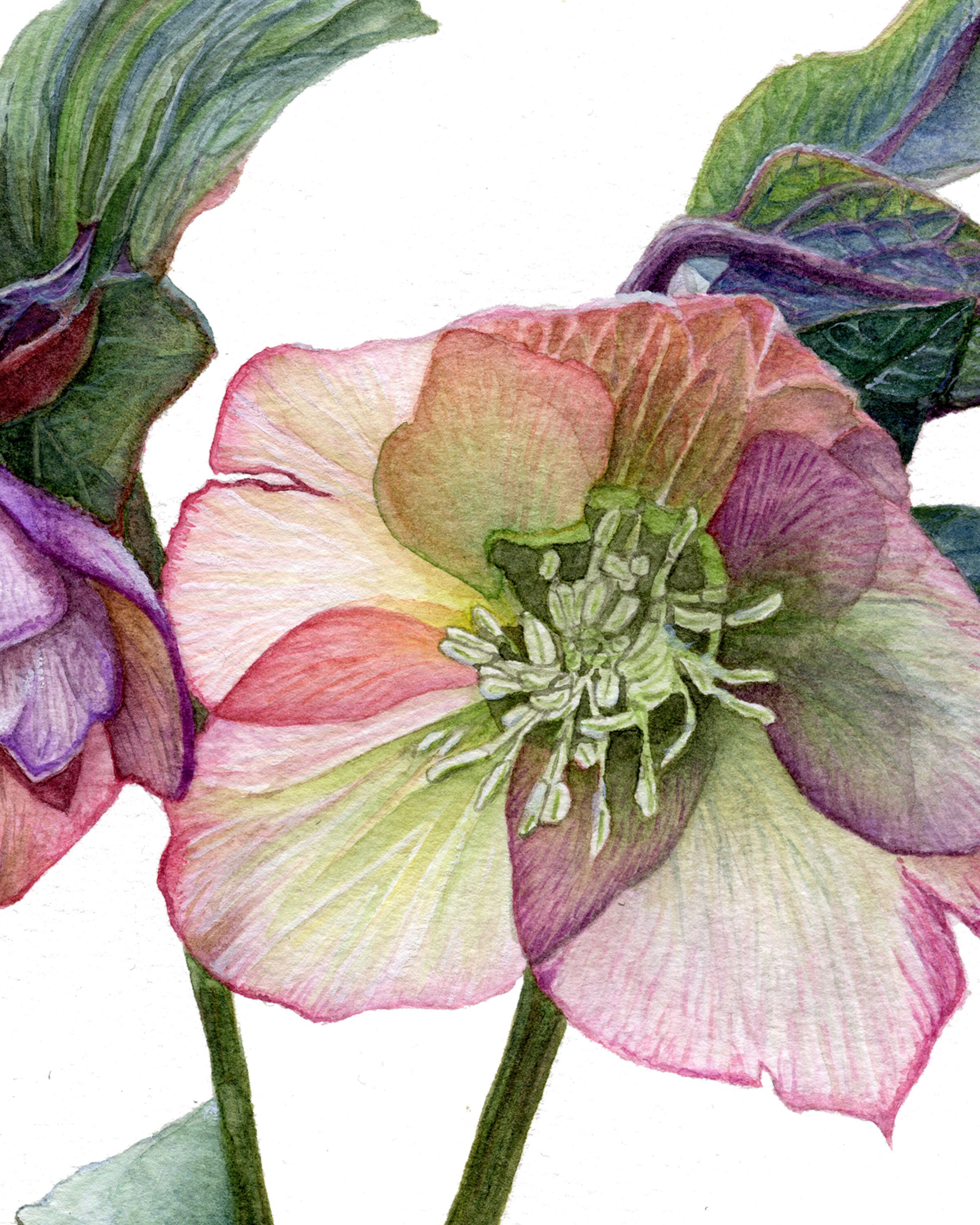 Hellebore Helleborus Lenten rose Watercolor Painting Art Etsy