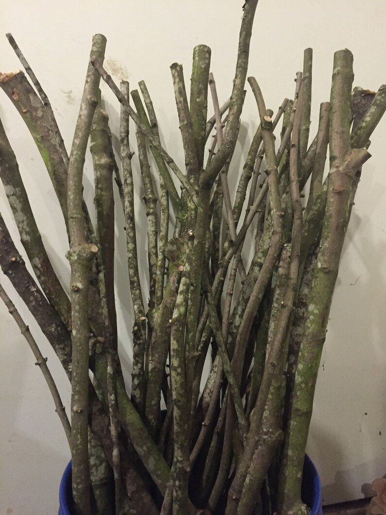 10 Super Long 34 to 36 Natural Wood Branches Etsy
