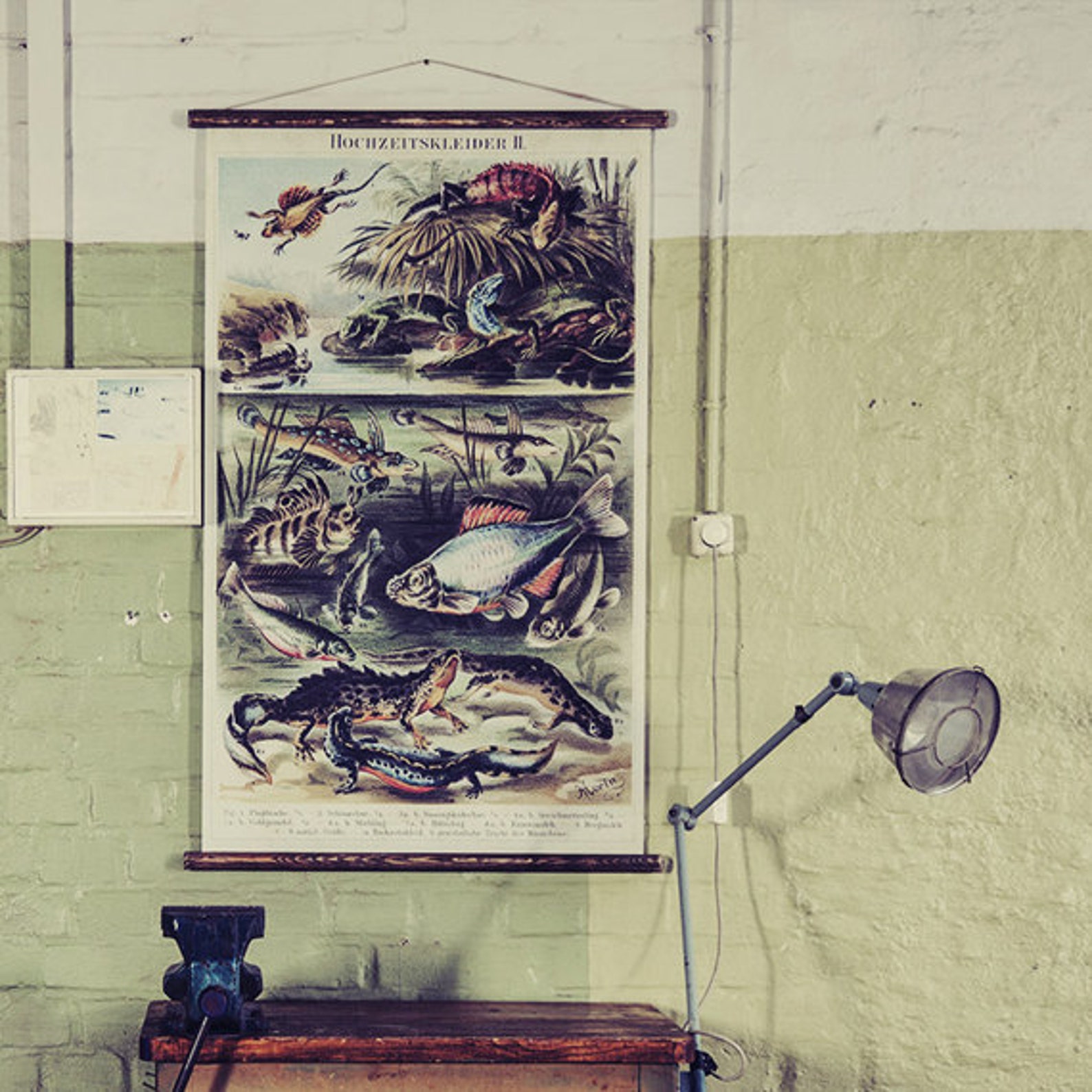 Fish - Pull Down Wall Chart - Etsy