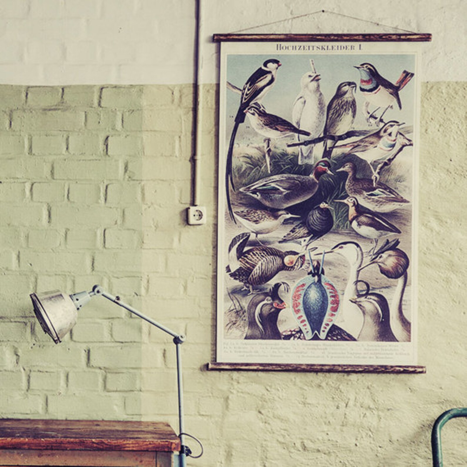 Birds - Pull Down Wall Chart - Etsy