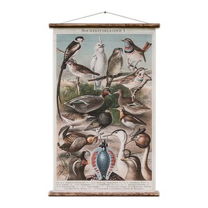 May include: A vintage educational chart titled "Hochzeitskleider I" featuring a colorful illustration of various birds in their mating plumage. The chart is printed on paper and has a wooden roller at the top.