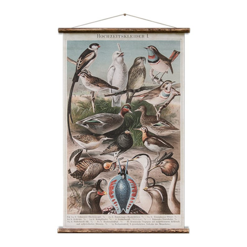 Birds - Pull Down Wall Chart - Etsy