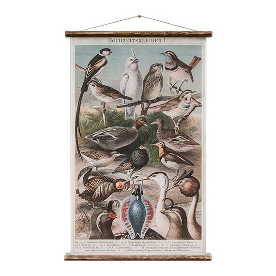 Birds - Pull Down Wall Chart - Etsy