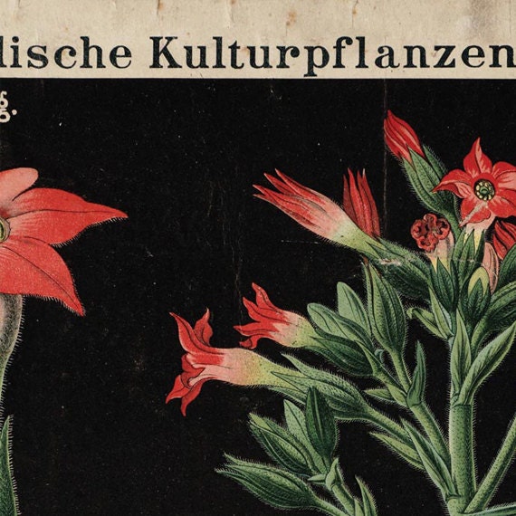 Virginischer Tabak - Pull Down Wall Chart - Etsy