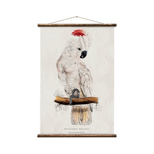 May include: A vintage illustration of a white cockatoo with a red crest perched on a branch. The bird is facing to the right and has a black eye. The illustration is on a white background with the text "Plyctolophus  Moluccensis.  Volant  around  Cockatoo  of  the  Moluccas." at the bottom.