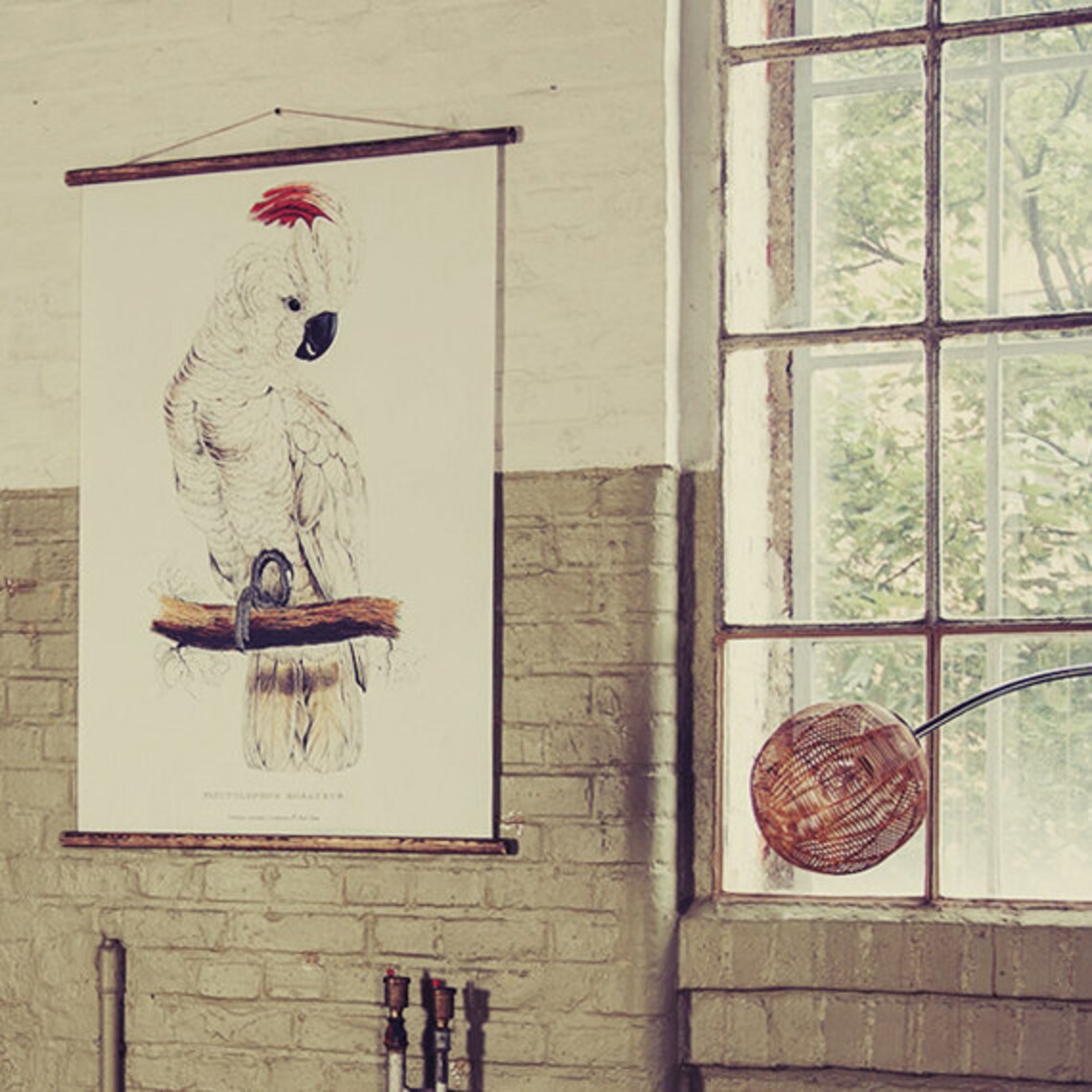 Cockatoo - Pull Down Wall Chart - Etsy