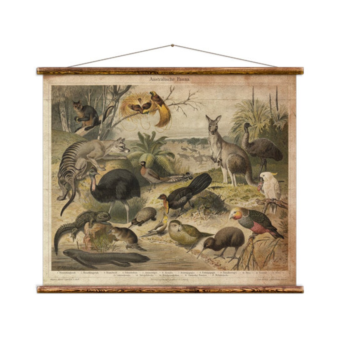 Australische Fauna - Pull Down Wall Chart - Etsy