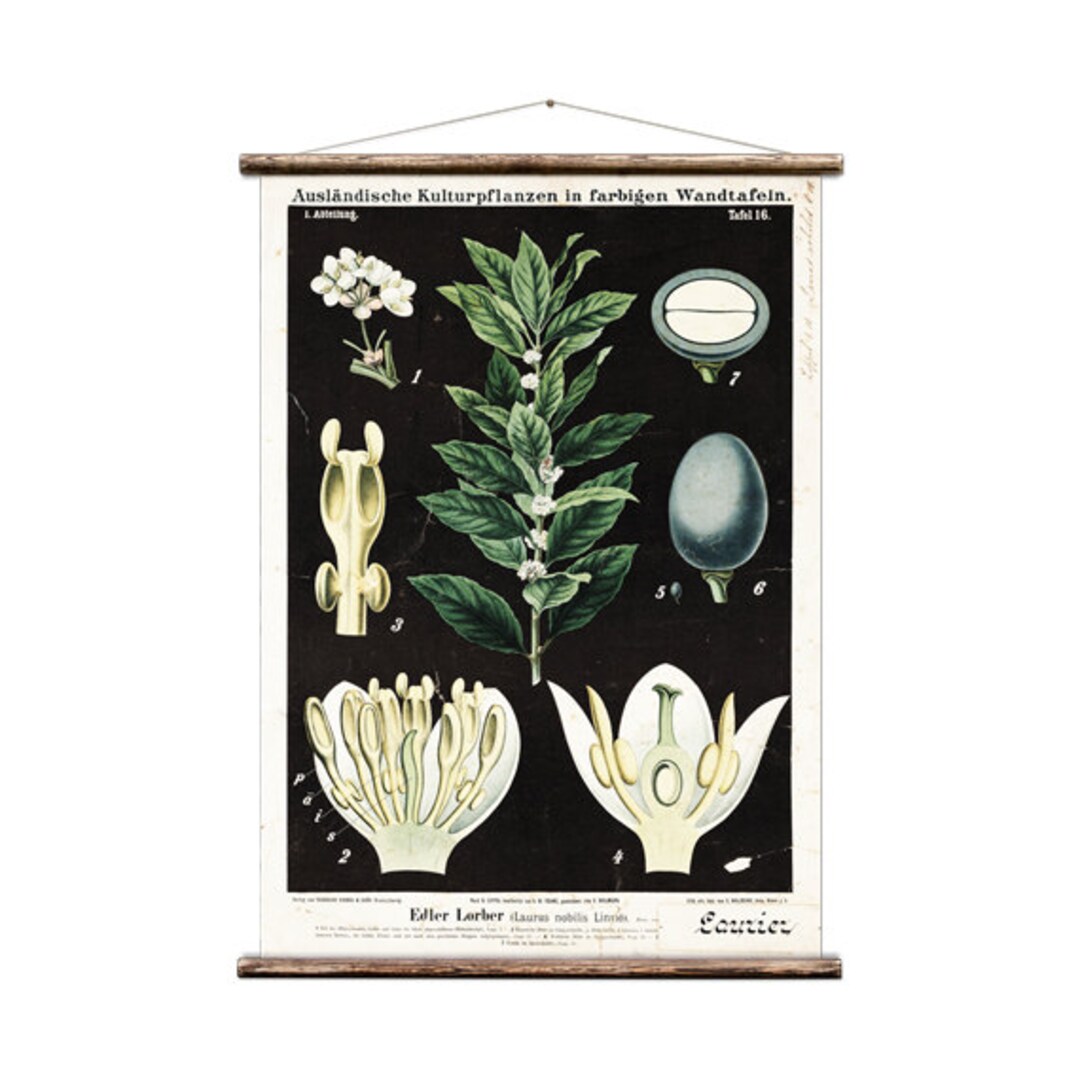 Edler Lorber - Pull Down Wall Chart - Etsy