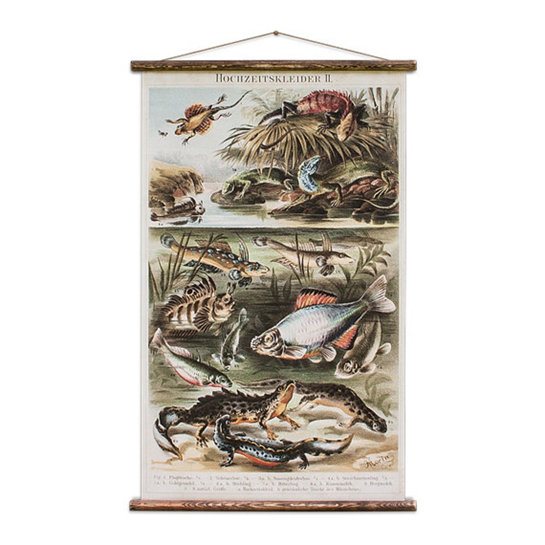 Fish - Pull Down Wall Chart - Etsy