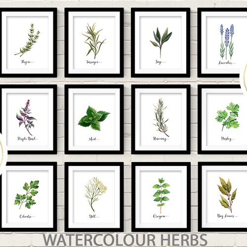 Kitchen Herbs Kitchen Wall Art Print Set of 9 Vintage - Etsy