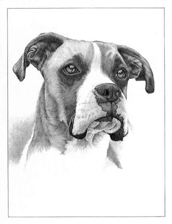 Boxer Dog Pencil Drawing limited edition print | Etsy