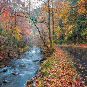 Autumn Leaves, Creek, and Road in the Smoky Mountains Metal Print from William Britten &quot;Miles Away&quot;