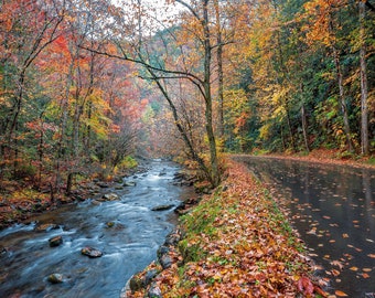 Autumn Leaves, Creek, and Road in the Smoky Mountains Metal Print from William Britten "Miles Away"