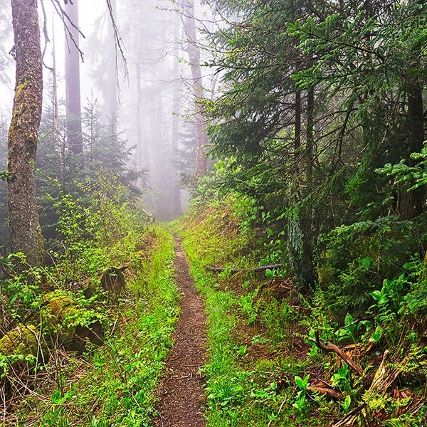 Foggy Appalachian Trail Smoky Mountains Picture from William Britten "Peace in Wild Places"