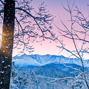 May include: A snowy winter scene with a view of snow-capped mountains in the distance. The sun is shining through the bare branches of trees in the foreground, creating a warm glow.