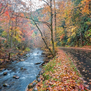 Autumn Leaves, Creek, and Road in the Smoky Mountains Fine Art Print from William Britten &quot;Miles Away&quot;