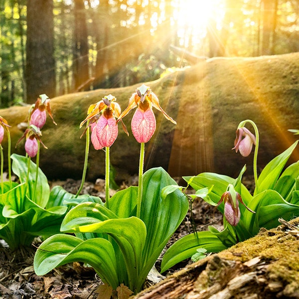 Pink Ladies Slippers wildflowers in the Smoky Mountains Fine Art Photo from William Britten