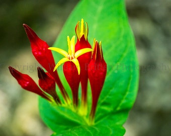 Wildflowers of the Smoky Mountains Digital Download Stock Photography - screen saver - computer wallpaper from William Britten