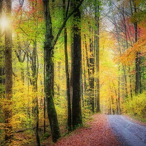 Autumn Glory in the Smoky Mountains Fine Art Print from William Britten