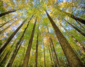 Smoky Mountains Digital Download Stock Photography - screen saver - computer wallpaper from William Britten