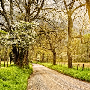 Dogwoods on Sparks Lane in the Smoky Mountains Fine Art Print from William Britten