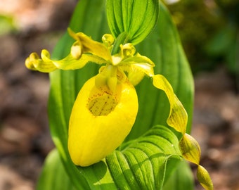 Yellow Lady Slipper - Digital Download - Fine Art Photography - from William Britten