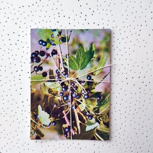 5 cartoline d'epoca con foto di fiori medicinali, piante e bacche