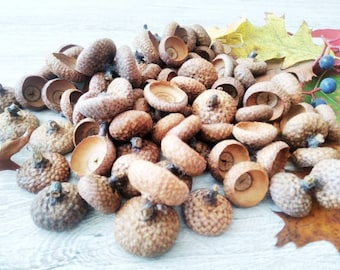 50 capsules de glands de chêne : grandes tiges de glands séchés, produits artisanaux d'automne en vrac