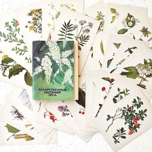 Conjunto de postales botánicas vintage con ilustraciones de plantas medicinales del bosque, 32 piezas Guía de hierbas