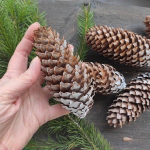White Tipped Fir Cones (5 pcs): Large Rustic Christmas Ornaments