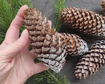 Natürliche Tannenzapfen 5 Stück große Zapfen für Weihnachtsschmuck, dekorative Zapfen, rustikales Walddekor