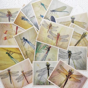 Dragonflies Postcards Set 16 Insect colorful Illustrations, Dragonfly Art Print, Entomology Collage, Nature Painting