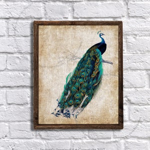 Peacock Art - peacock decor - peacock print - Shabby Chic decor - peacock bathroom decor - Instant download Peacock print #2
