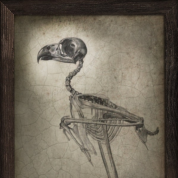 Bird Skeleton Anatomy Goth Art Printable Instant Download Halloween Decor